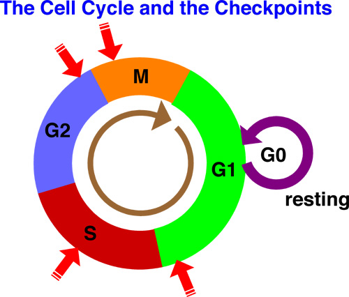 p53-Independent G1/S DNA damage checkpoint