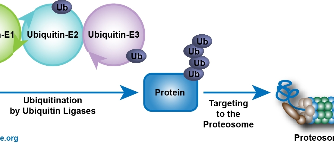 Jalur pensinyalan yang dikendalikan oleh ubiquitinilasi dan degradasi protein